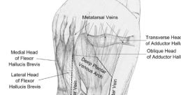 Foot pump Library The first that is heard in the Foot Pump S Library is a rhythmic and repetitive "Foot Pump 1". This is