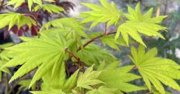 Japanese Maple SFX Library