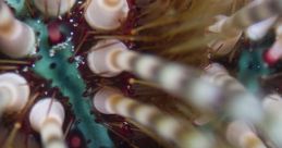 Close-up view of a marine creature featuring a spotted shell and long spines, showcasing the biodiversity of Halmahera.