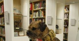 Terrier Library The Terrier's Library is a treasure trove of unique that bring to mind the lively energy of dogs. From