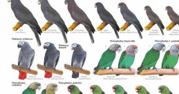 African parrot Library The African Grey Parrot is renowned for its intelligence and ability to mimic a wide range of ,