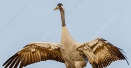 Eurasian cranes Library The Eurasian cranes are majestic birds that are known for their loud and distinctive calls. The 