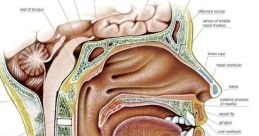 Human mouth Library The Human Mouth in the S Library are truly fascinating. With a variety of noises that range from smacks