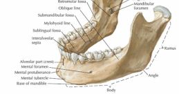 Mandible Library The Mandible's Library is a treasure trove of strange and otherworldly , each one more intriguing than