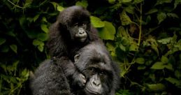 Virunga National Park Library The echoing through the Virunga National Park's library are unlike any other. The first that