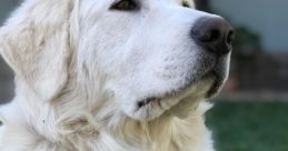 Maremma Sheepdog Library As you enter the Maremma Sheepdog's Library, you are immediately greeted by the steady and rhythmic