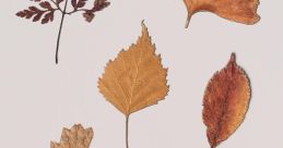 Dry leaves SFX Library