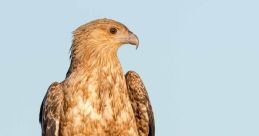 Adult Black Kite perched on a branch, showcasing its distinctive plumage against a clear blue sky.