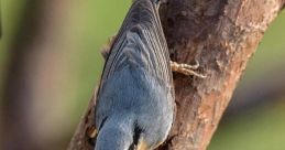 Nuthatch Library The of the Nuthatch's Library are truly a symphony of nature. The distinctive call of the White-breasted