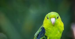 Parakeet Library The Parakeet's Library is a cacophony of , each one more vibrant and lively than the last. From the