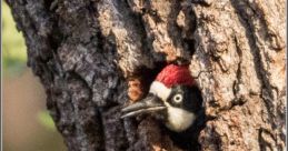 Woodpecker Library The Woodpecker's Library is a treasure trove of that transport you to the heart of an autumn forest in