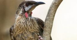 Wattlebird Library The Wattlebird's Library is a treasure trove of that transport you to the heart of Australia's natural