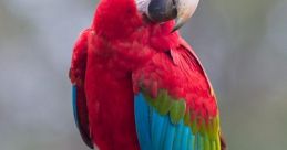 Macaw parrot Library In the Macaw Parrot's Library, you will find a of that capture the essence of these vibrant and