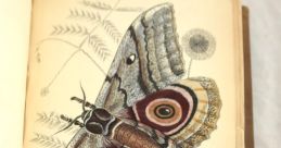 Illustration of a Saturnia moth detailed in a vintage book, showcasing its intricate patterns and natural surroundings.