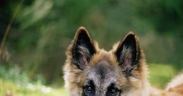 German shepherd Library The first that resonates in the German Shepherd's library is the panting and whining of a dog.