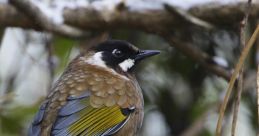 Laughingthrush Library The first that fills the air in Laughingthrush's Library is the unmistakable call of the Blue Winged