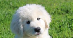 Maremmano-Abruzzese Sheepdog Library The Library of Maremmano-Abruzzese Sheepdog is a treasure trove of auditory delights