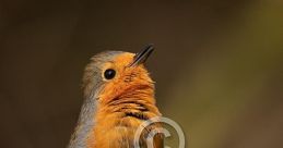 Eurasian Robin Library The Eurasian Robin's Library is a treasure trove of that capture the essence of springtime in