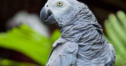 African grey parrot Library The African grey parrot is known for its impressive vocal abilities, capable of mimicking a wide