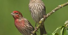 House finches Library The ambient of House finches rustling in the trees can be heard throughout the library. Their