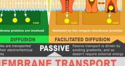 Diagram illustrating membrane transport processes, covering diffusion, facilitated diffusion, and active transport mechanisms.