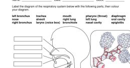 Labeling activity for the respiratory system, featuring major parts like bronchi, alveoli, and diaphragm for educational purposes.