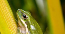 Tree Frog Library The first that enters your ears is the haunting croak of a Florida Tree Frog, close and echoing through