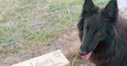 Dog park Library The of the dog park library are a cacophony of barks, yips, and playful growls. The "Bgdogparkfar