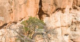 Gonarezhou National Park Library The within Gonarezhou National Park's library are a symphony of the wild, a cacophony of