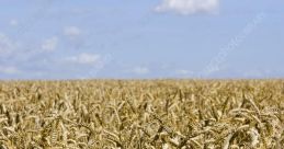 Summer wheat field Library The ambient of a summer wheat field at a village farm are a symphony of nature's finest . As you