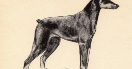 Doberman Library The Doberman's Library is a treasure trove of canine , capturing the essence of a 13-year-old Doberman