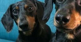 Oakley (Crusoe the Dachshund) Type your text and hear it in the voice of Oakley (Crusoe the Dachshund) by 8locktoast64.