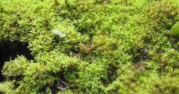 Damp moss Library The of boots walking on damp moss atop a sandstone surface fills the air with a sense of mystery and