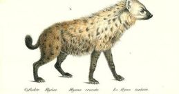 Hyaenas Library The first that fills the space of Hyaena's Library is that of "Elephant Aggression 15 Center". The