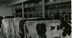 Milking Library The first that fills the air is a rhythmic hum of machines in motion. It is the of the milking process,