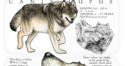 European Gray Wolf Library The European Gray Wolf is a majestic and powerful creature, known for its haunting howls and