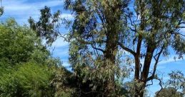 Wilunga trail Library As you enter the Wilunga Trail S Library, you are greeted with the soothing of a National Park. The