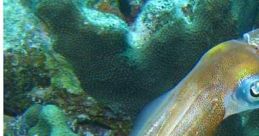 Brown squid gliding over vibrant coral, showcasing oceanic life and marine biodiversity in a tropical underwater habitat.