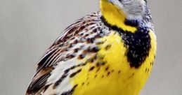 Meadowlark The sweet, melodious trill of a meadowlark fills the air in a vast grassland. The distinctive song of this