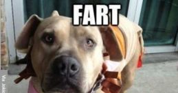 Fart If you're in the mood for some laughter-inducing effects, look no further than our of Fart Noises. These recordings