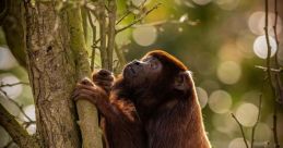 Howler Howler Monkeys - A troop of howler monkeys screaming and making howling noises near sundown. The cacophony of their