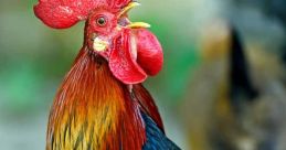 Rooster The of a rooster crowing early in the morning is a timeless and familiar that can be heard on farms all around the