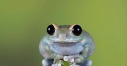 Frogs Frogs are fascinating creatures known for their unique and distinctive . In the rainforest, or wetland areas, the