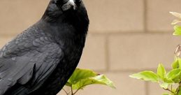 Crow If you have ever found yourself wandering through a dense forest, you may have heard the distinct of a crow calling