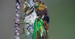 Cicada The of a cicada is a unique and distinct one, often heard during the warm summer months. This is the rare of a 7 or