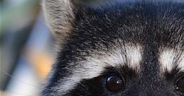 Raccoon Raccoons are known for their distinct chattering noises that they make. These are quite unique and can often be