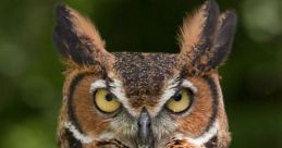 Horned The eerie hoot of a horned owl echoes through the night, piercing the silence with its haunting call. The deep,