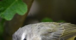 Warbling The Warbling Vireo or Vireo Gilvis is a small cute bird that is a tanish brown on top with a slightly lighter