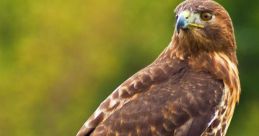 Hawk If you ever find yourself in the great outdoors, you may have the privilege of hearing the majestic of a Hawk