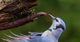 Bluejay Bluejays are known for their distinctive calls that can be heard echoing through the forests and woodlands. One of